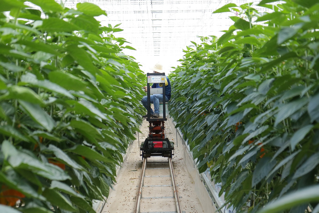 最新甜瓜种子品种、种植技术及发展趋势介绍