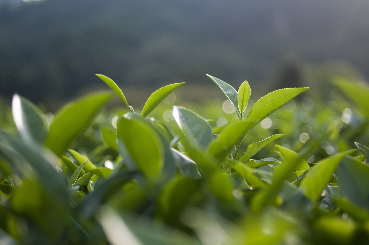 茼蒿最新价格行情及分析